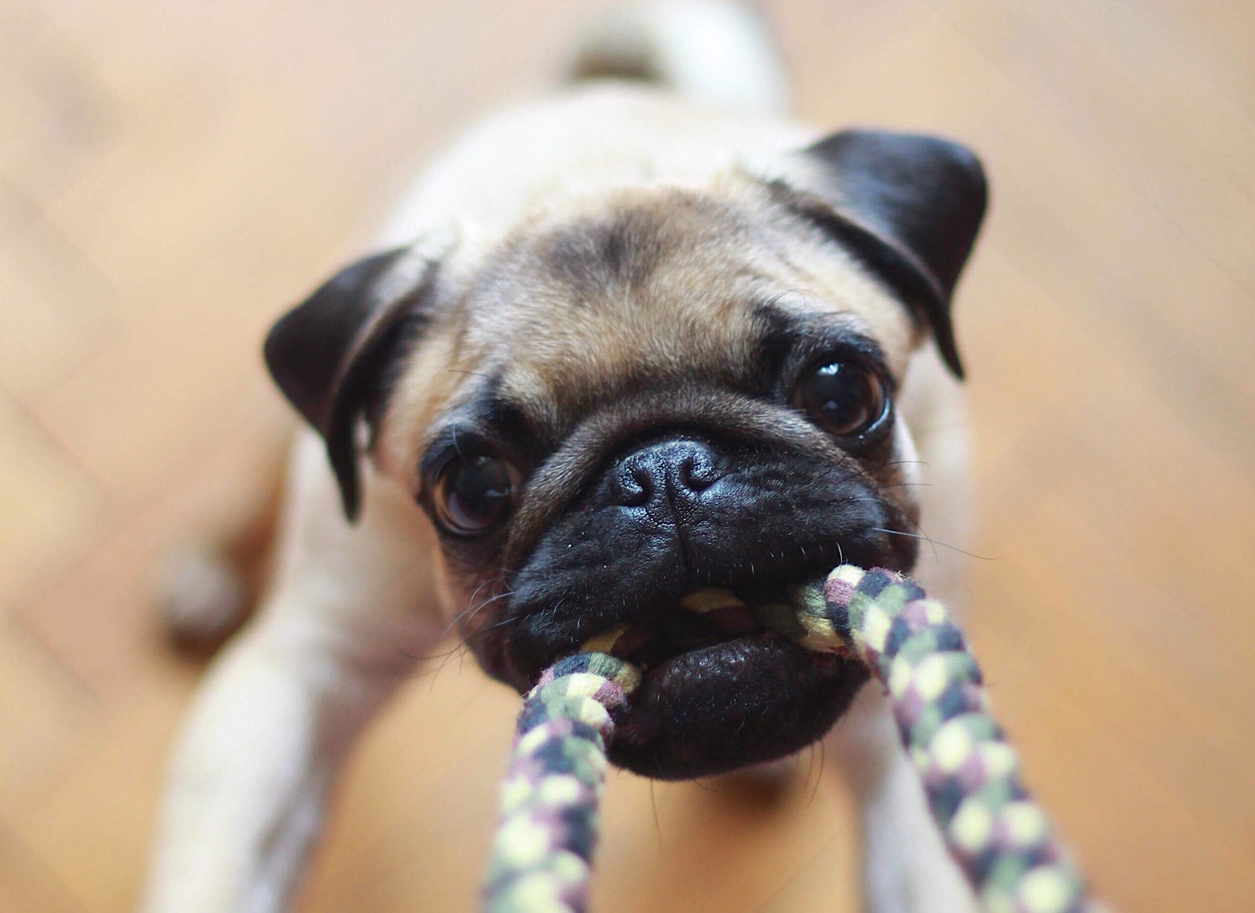 Dog tugging on one end of a rope.